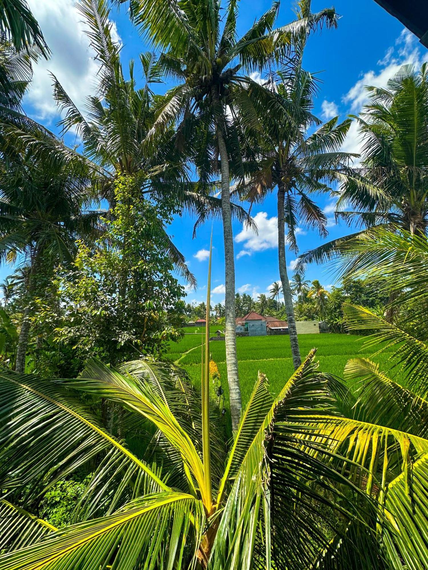 Nunu Bali Eco Friendly Retreat Hotel Canggu Eksteriør billede