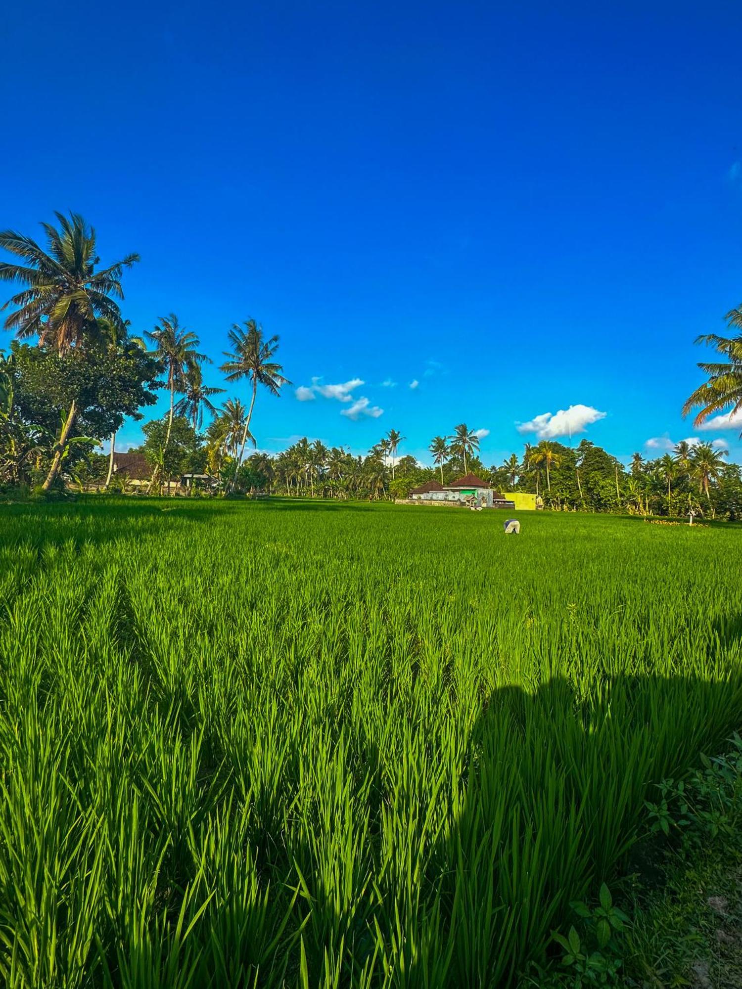 Nunu Bali Eco Friendly Retreat Hotel Canggu Eksteriør billede